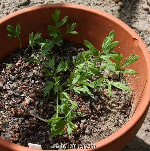 Pulsatilla cf. halleri, Wurzelschnittlinge