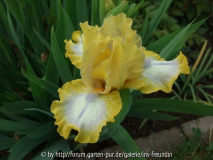 Easter - nana Iris