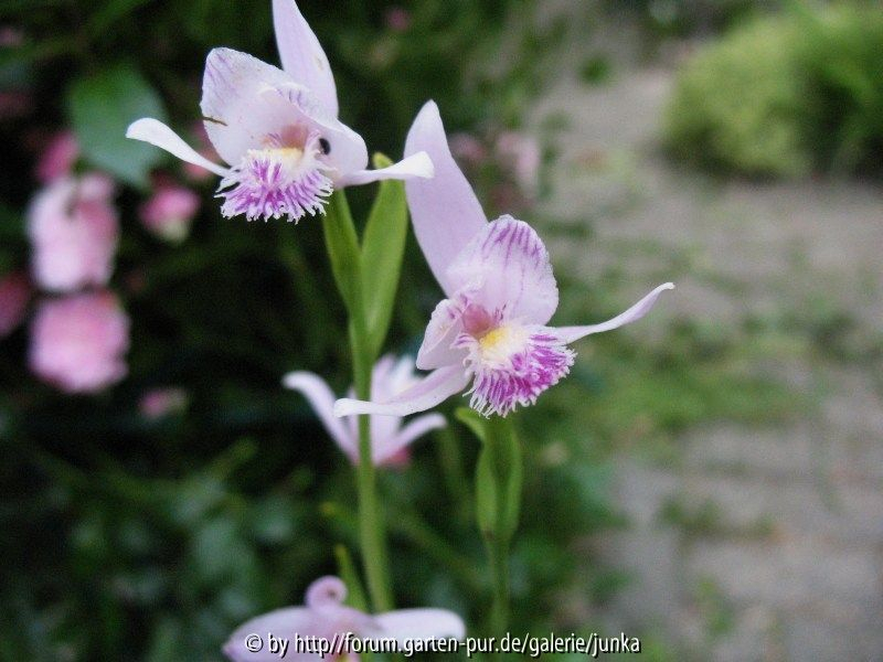  Pogonia ophioglossoides