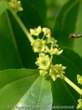 Ziziphus_Bluete