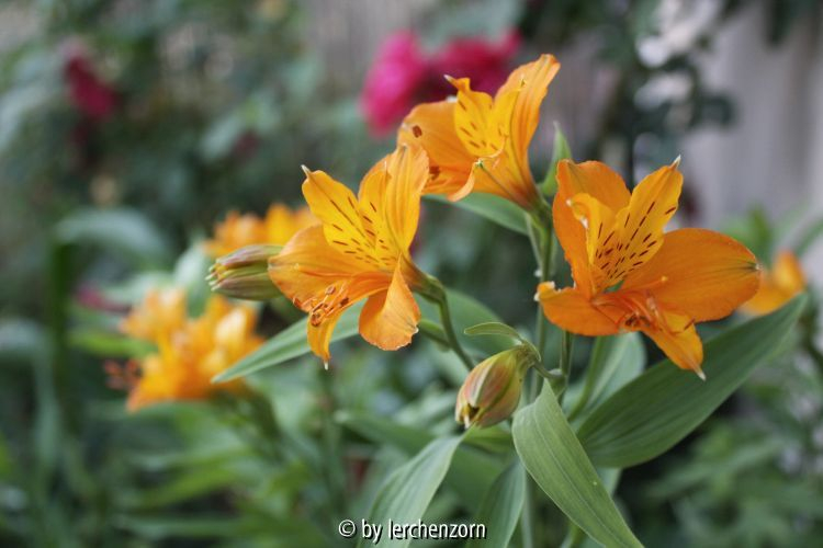 Alstroemeria aurea, orange