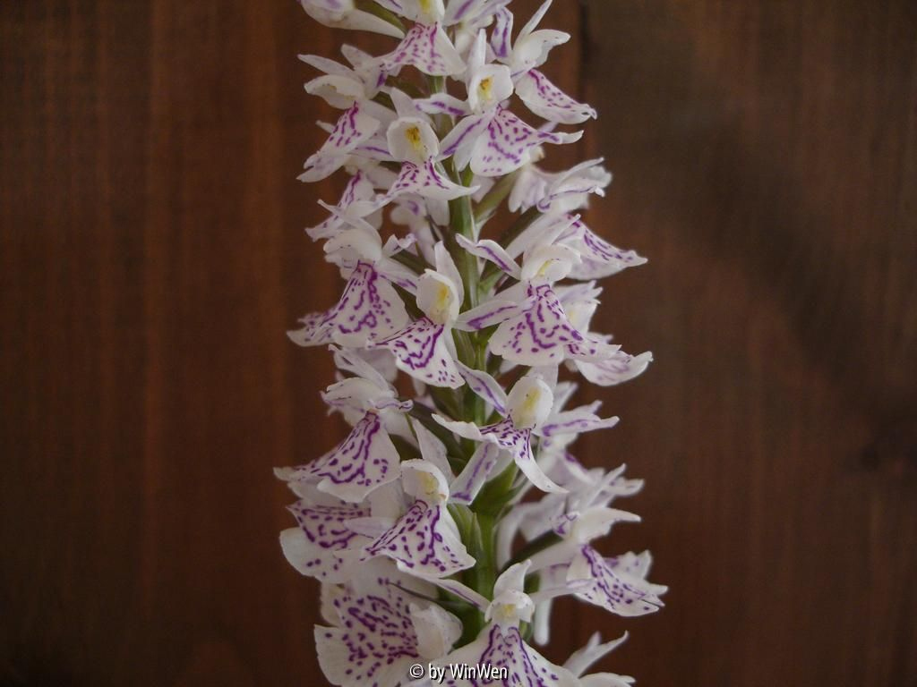 Dactylorhiza maculata - Schweden