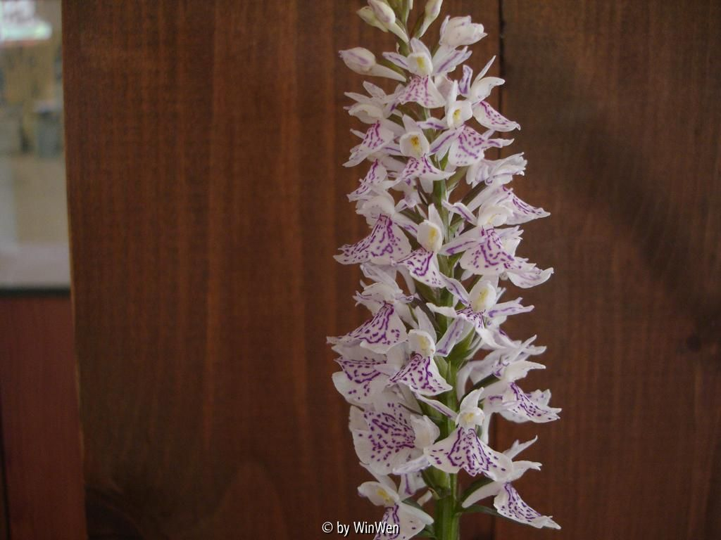 Dactylorhiza maculata - Schweden