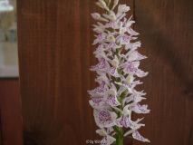 Dactylorhiza maculata - Schweden