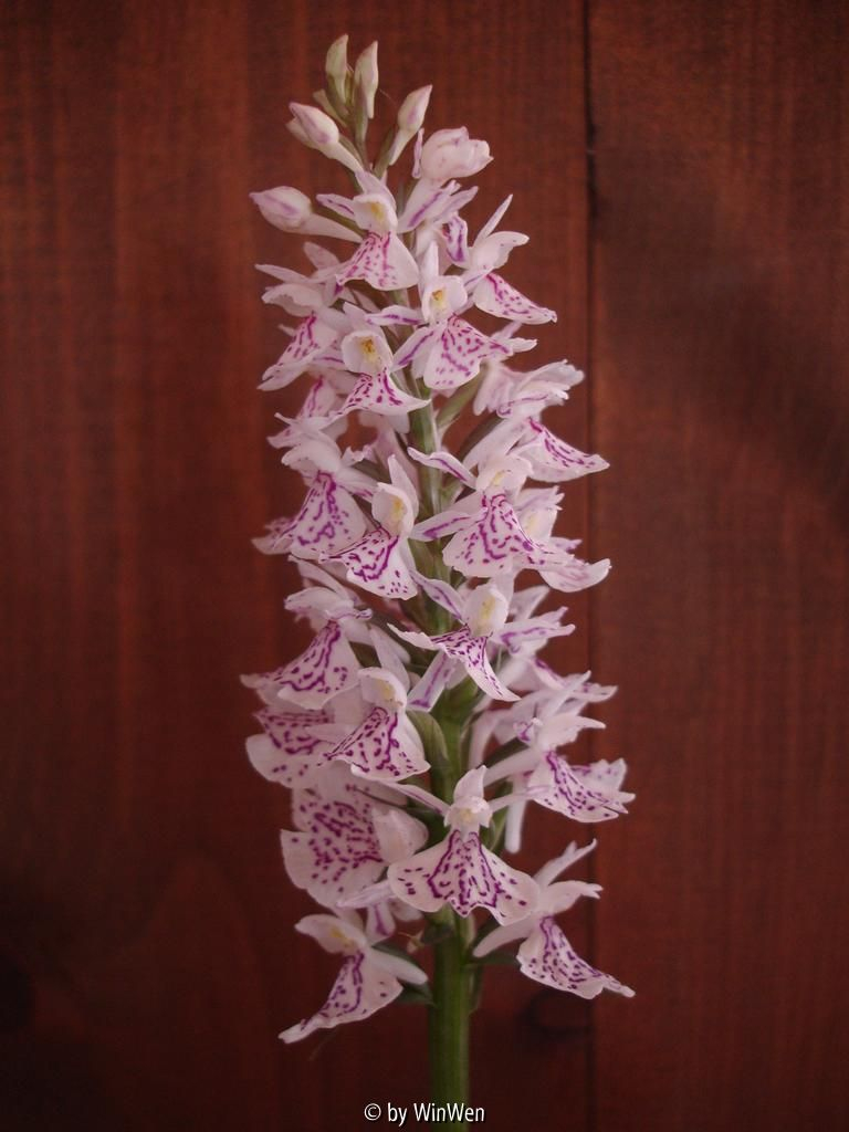 Dactylorhiza maculata - Schweden