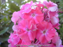 Phlox aus E. 2014/2