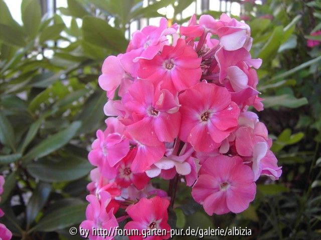 Phlox aus E. 2014/3