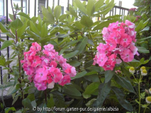 Phlox aus E. 2014/4