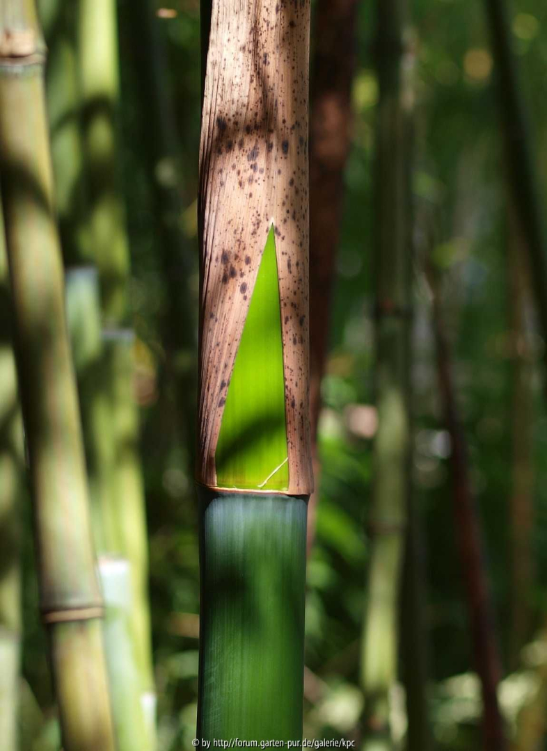 Phyllostachys iridescens