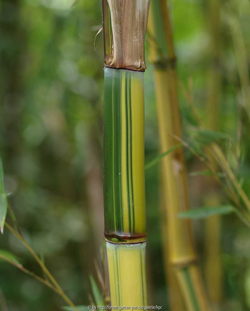 '