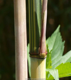 '