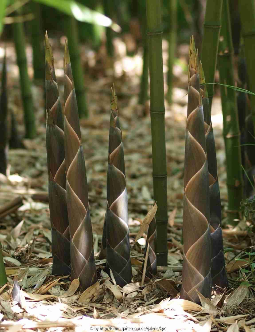 Phyllostachys atrovaginata