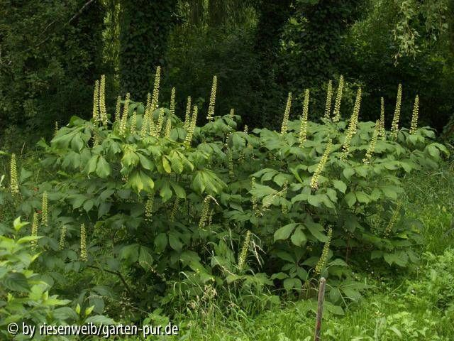aesculus parviflora knopsen 2006-07-01