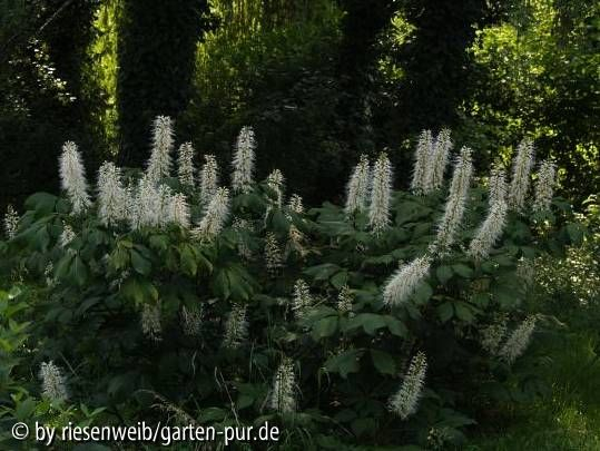 aesculus parviflora blueten 2006-07-11