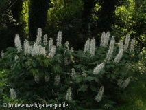aesculus parviflora blueten 2006-07-11