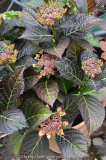 Hydrangea-DarkAngel_14-1.jpg