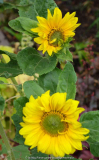 Sonnenblume-14-1.jpg