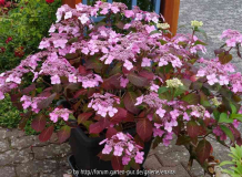 Hydrangea_Twist_and-Shout_14-1.jpg