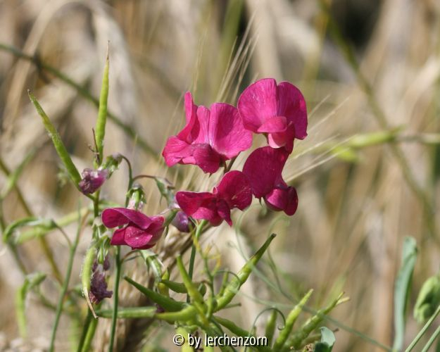 Lathyrus tuberosus