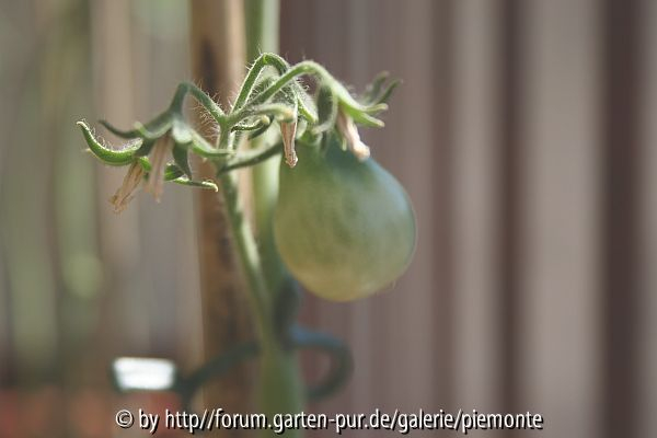 Yellow Pear