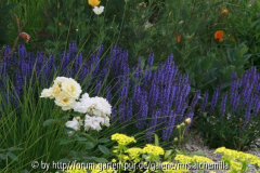 2014-06-15 Salvia Blauhügel