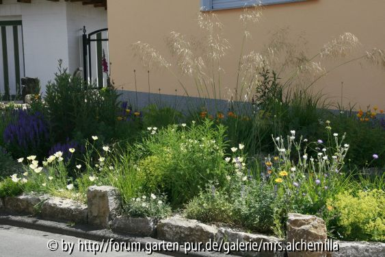 2014-06-15 Stipa gigantea