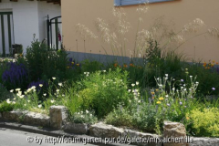 2014-06-15 Stipa gigantea