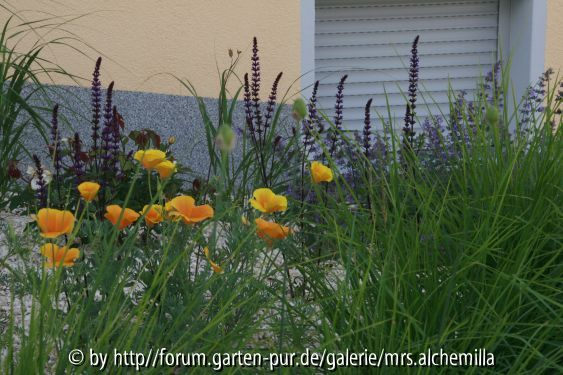 2014-06-15 Cal. Mohn u. Caradonna