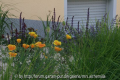 2014-06-15 Cal. Mohn u. Caradonna