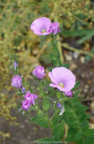 Linum_hypericifolium_14-1.jpg