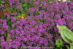Thymus-PurpleBeauty_14-1.jpg