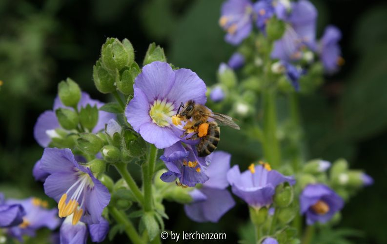 Polemonium boreale