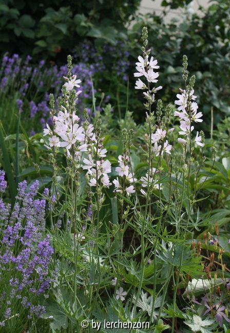 Sidalcea malviflora
