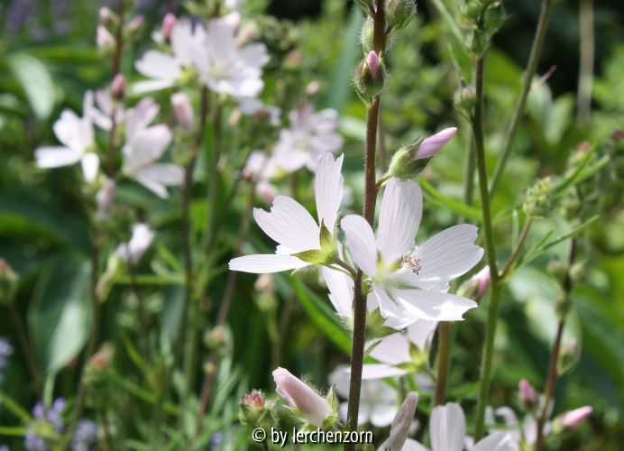 Sidalcea malviflora