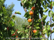 Aprikose Orangered
