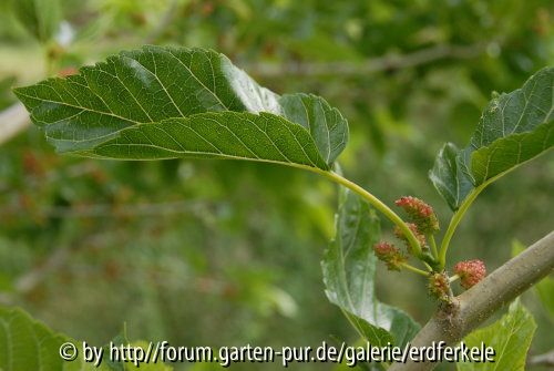 schwarze Maulbeere