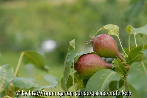 Vereinsdechantsbirne