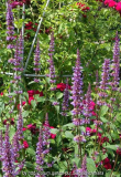 Agastache-TypPeine_14-1.jpg