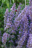 Nepeta-Flaschenbürste_14-1.jpg