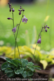 Hosta 'Baby Bunting'