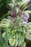 Hosta 'Little Wonder' Blüte