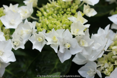 Hydrangea 'Coco'