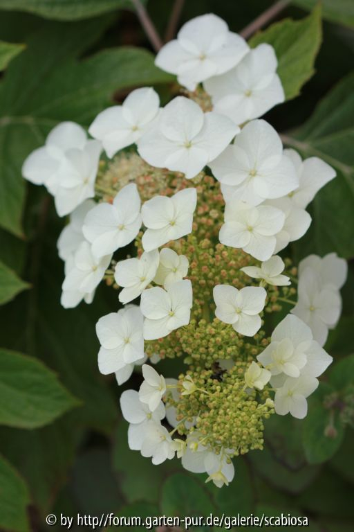H. quercifolia, Blüte Juni 2014