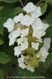 H. quercifolia, Blüte Juni 2014