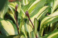 Hosta 'Cherry Berry' Juni 2014