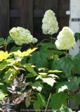 Hydrangea_quercifolia-B urgundy_14-1.jpg