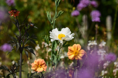 romneya coulteri