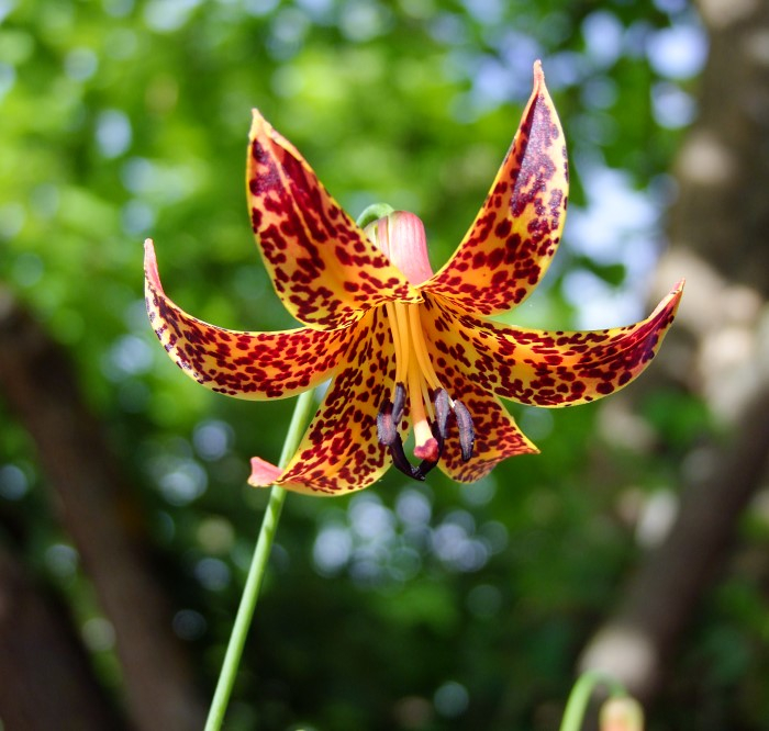 Lilium canadense var. coccineum