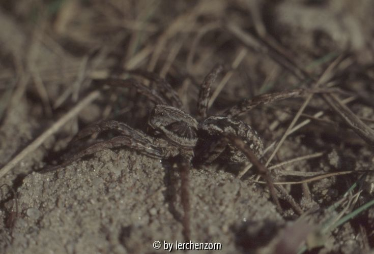 Alopecosa schmidti