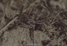 Alopecosa schmidti
